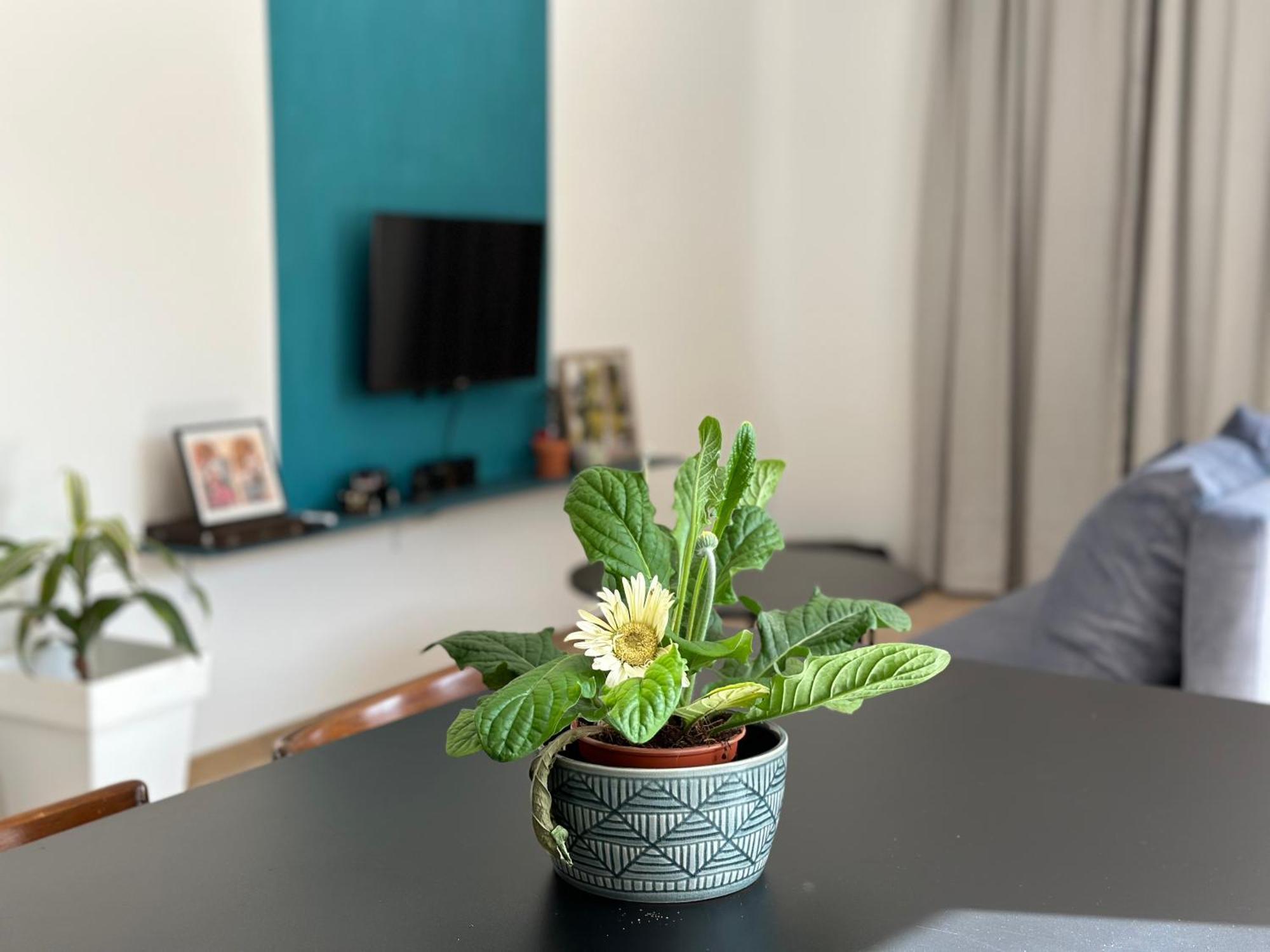 New Garden Apartment สโกเปีย ภายนอก รูปภาพ